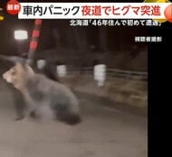 「怖い、怖い、襲われる」北海道2mのヒグマ車に突進「恐怖でギア入れられない」車内パニック　「人が出歩かない」秋田市は3連休も50件超の出没情報