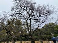 【速報】高松でサクラ開花　平年より２日、前年より１日早く　高松地方気象台【香川】