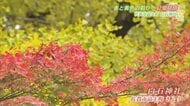 紅葉見頃 富士町の白石神社でモミジとイチョウが色づき始め【佐賀県佐賀市】