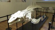 “迷いクジラ”の標本も　博物館の「収蔵庫」特別展　北九州市