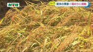 「お米」にまつわるエトセトラ…稲刈りの季節に農家懸案の「親不孝」とは?長崎市の米専門店で聞く