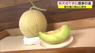 夢追って岡山へ 震災移住者が育てたメロン 流通量の少ない希少な品種に挑む【岡山・倉敷市】