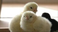 天然記念物「比内鶏」などのひなかえる 秋田・大館市