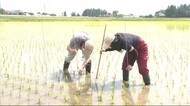今シーズン初 水稲の生育調査「おおむね順調」〈宮城〉