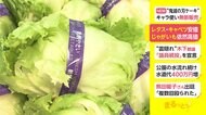 レタス・キャベツ安値 じゃがいも依然 高値