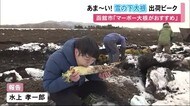 昨秋からじっくり保存「あま～い」