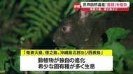奄美大島・徳之島など世界自然遺産登録へ ユネスコ諮問機関が勧告
