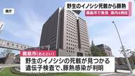 霧島市で野生のイノシシから豚熱　鹿児島県内4例目　養豚場に異常なし