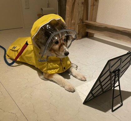 「可愛すぎて散歩に行けない」鏡に映るカッパ姿をじっとチェックする犬…気に入ったの?その後を聞いた