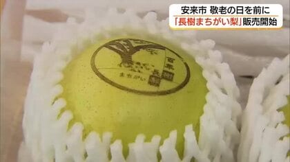 「敬老の日」前に「百年長樹まちがい梨」販売開始　長寿の願い込めた「縁起物」の梨（島根・安来市）