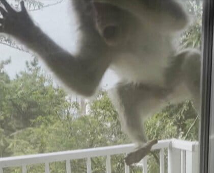 「怖すぎて震えが止まらない」サルがベランダで“窓バンバン”　部屋には生後11カ月の乳児が…住民が遭遇した恐怖