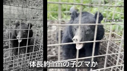 クマ続々出没…箱ワナにかかり大暴れ　「つり橋を堂々と渡る」クマも　観光地・八幡平でセンサーカメラ設置「1週間で50回以上映る時も」