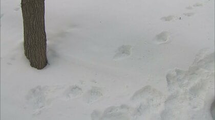 【2ｍ以上？】ヒグマが札幌の住宅街に出没…トルコでは“群れ”でゴミあさる姿