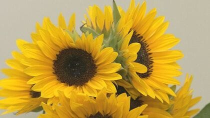 円安で“国産ヒマワリ”が人気…近年は仏花にも「飾って明るい空間に」【新潟発】