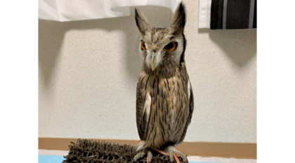 電気をつけた直後のフクロウはシュッとなる!? なぜこんな姿になるのか専門家に聞いた