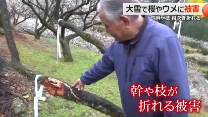 「元通りになるには何年もかかる…」大雪の影響は福井梅にも　幹や枝が折れる被害　今年の収穫は若干の減少か