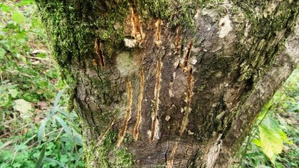 クマは“緑のトンネル”を通って街に降りてくる？増えるアーバンベアから人間の世界を守る「箱罠」と、長野・箕輪町の実践