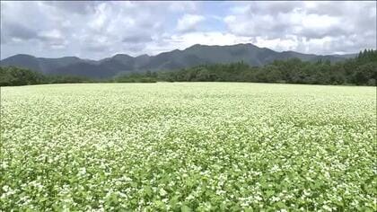 秋の訪れ　福島・下郷町「日本一のソバ畑」でソバの花が見頃に　福島市や会津若松市では真夏日予想　