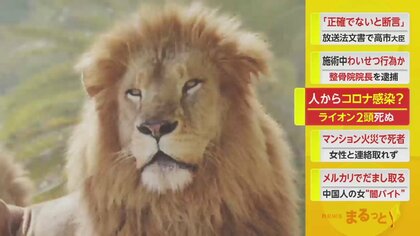 ライオン2頭がコロナで死ぬ…飼育員から感染か　ほかの8頭はせきの症状出るも回復　和歌山・アドベンチャーワールド