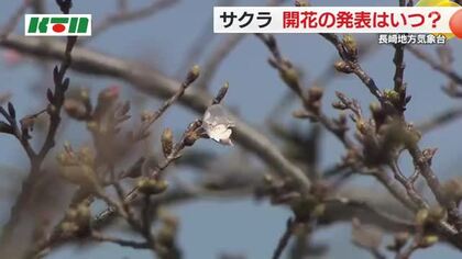 長崎の桜の開花はいつ…？気象台が標本木を調査も発表はお預け 「2～3日ぐらい経って咲く状況」