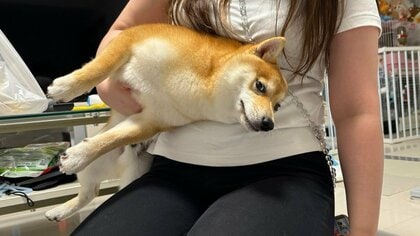 「ばり睨むやん」騒ぎすぎて捕まった柴犬の表情は満足げ？騒ぎ足りない？どれくらい暴れていたのか飼い主に聞いた