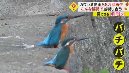 SNSで“58万回再生”　横並びで威嚇し合うカワセミの動画が話題　4日たってもお互い譲らず…　神奈川
