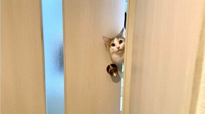 猫が“空中浮遊”!? ひょっこり出した顔の位置がおかしい…ドアの向こう側の状況を飼い主に聞いた