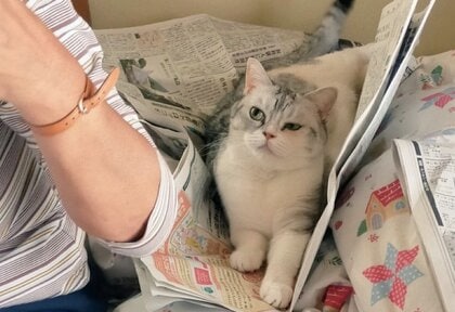 「ものすごい不満気」遊んでくれないおばあちゃんに向ける飼い猫の“視線”が怖い…この後どうしたのか投稿の続きを聞いた