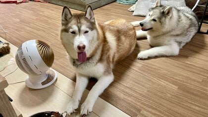 「もいっこ買うたげて～」涼むためにハスキー犬がサーキュレーター前に列…今年は特に大人気？普段の様子を聞いた