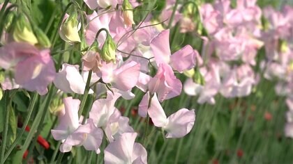 美々、舞姫、恋式部…ロマンチックな名前も　スイートピーの品種は数百種類　記念日制定の理由は？【宮崎発】