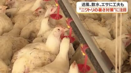 冷水・送風機・スプリンクラー　1万5000羽のニワトリを守る「夏の戦い」　鹿児島・薩摩川内の畜産農家が挑む暑さ対策