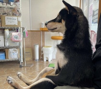 病院の待合室で背筋ピーン！お行儀よく“座って”待つ柴犬が人間みたい…いつものことなのか飼い主に聞いた