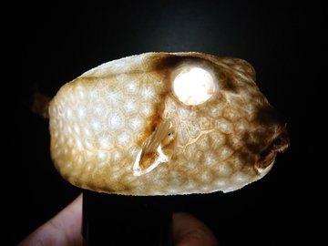 ハニカム構造】ボックスフィッシュ／ハコフグの剥製