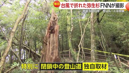 独自取材】「ツアー客は減る」“樹齢3000年”弥生杉が倒壊 台風10 独自取材】「ツアー客は減る」“樹齢3000年”弥生杉が倒壊 台風10