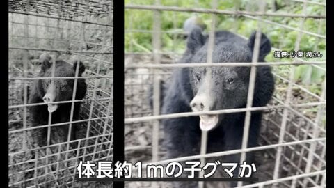 クマ続々出没…箱ワナにかかり大暴れ　「つり橋を堂々と渡る」クマも　観光地・八幡平でセンサーカメラ設置「1週間で50回以上映る時も」