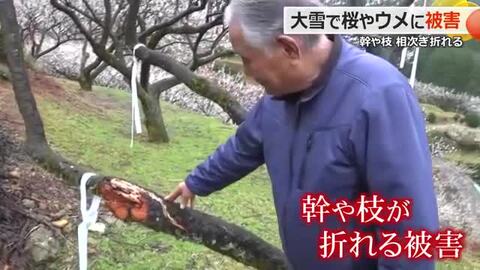 「元通りになるには何年もかかる…」大雪の影響は福井梅にも　幹や枝が折れる被害　今年の収穫は若干の減少か