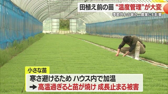 寒くても暑くても苗には適さない