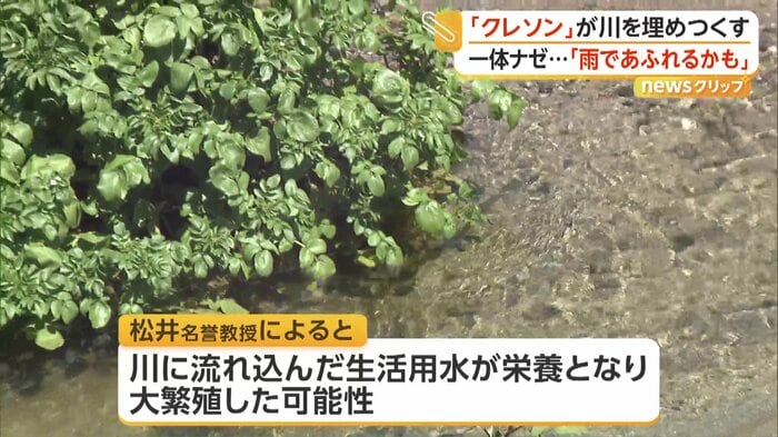 水辺で群生するクレソン
