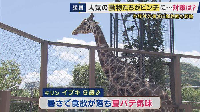 キリンも“夏バテ”に