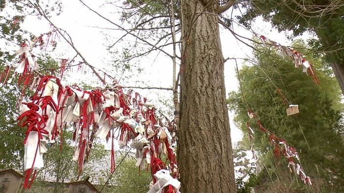 願いを込めて赤いひもをイチョウの木に結ぶ