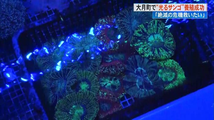 成長した孫世代のヒユサンゴ