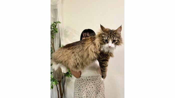 生後13カ月(提供:しろあんでっかい北欧猫さん)