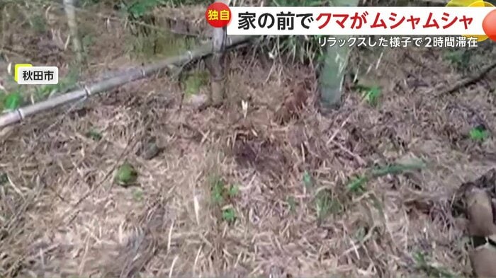 クマが土を掘った跡