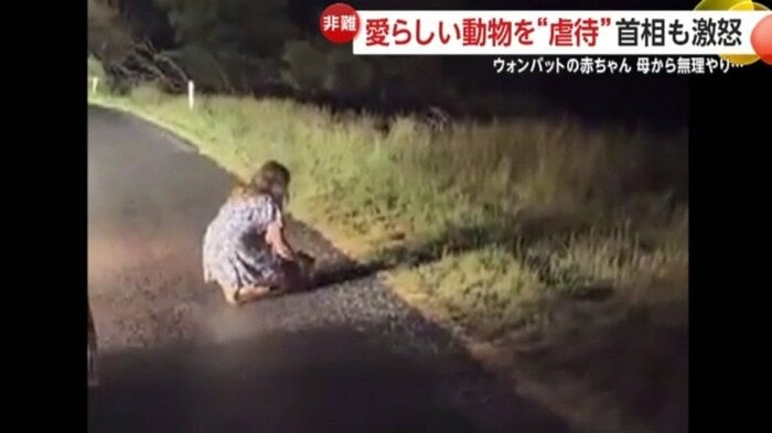 赤ちゃんウォンバットを解放する女性