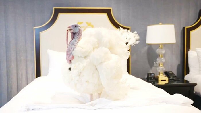 最高級ホテルのベッドでくつろぐ19キロの七面鳥