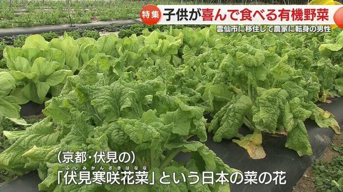 珍しい京野菜「伏見寒咲花菜」