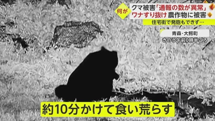 わなをすり抜け、同じ畑でスイカを食い荒らす