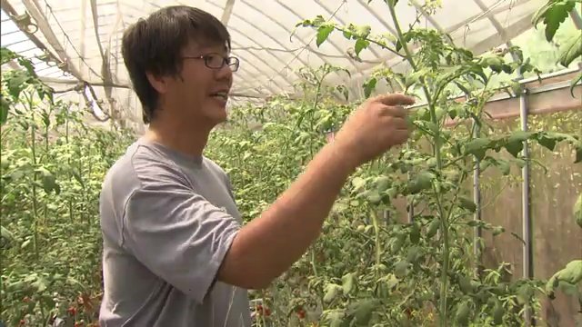 農家の桑原翔太朗さん「ここまで露骨に花ごと落ちるのは珍しい」