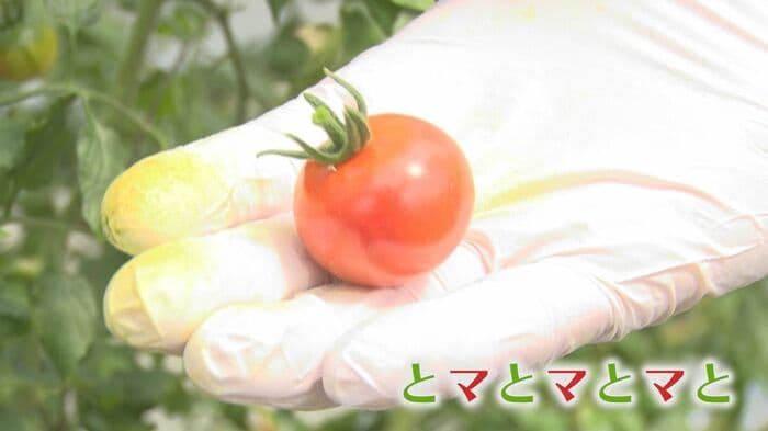 ベジ・アビオが生産する「とマとマとマと」
