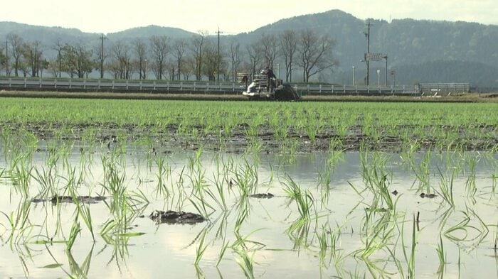 4月、田植えが進む白井さんの田んぼ
